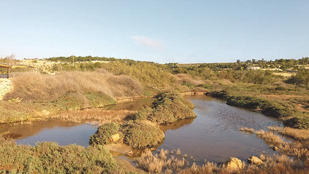 Marsaxlokk wetland to open to public on Sunday – A key refuge for birds